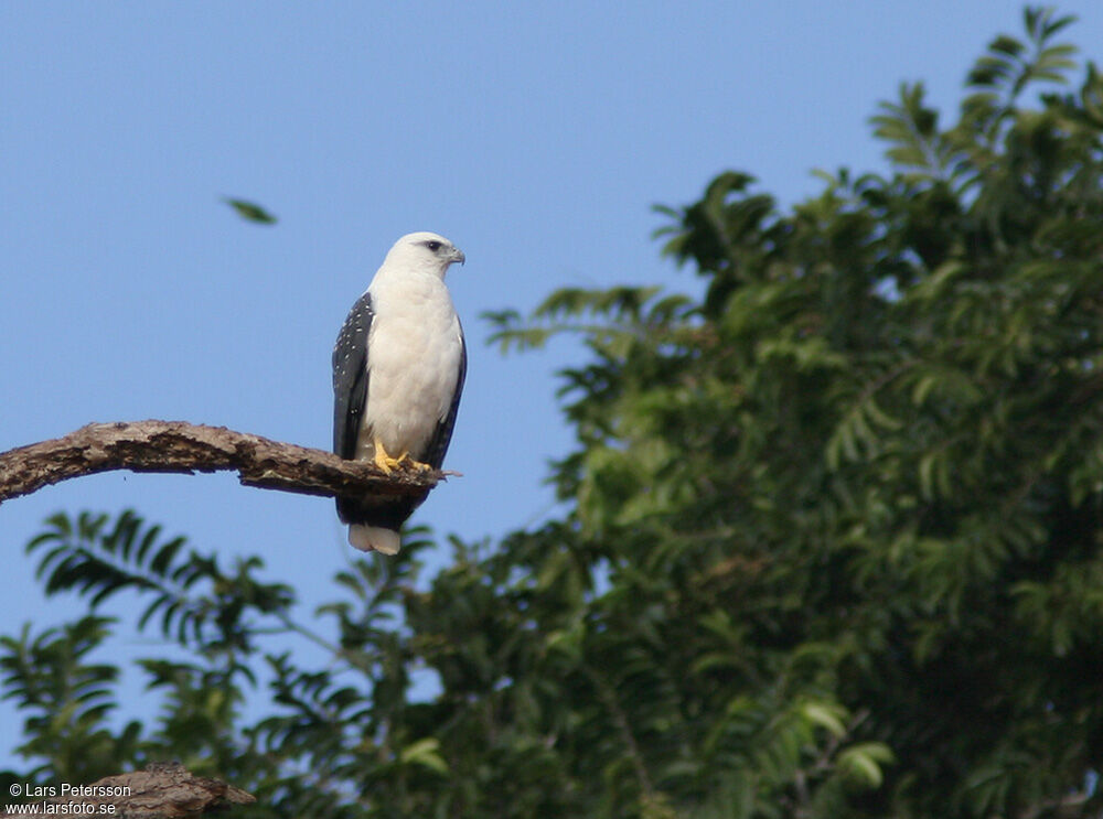 White Hawk