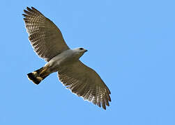 Grey-lined Hawk