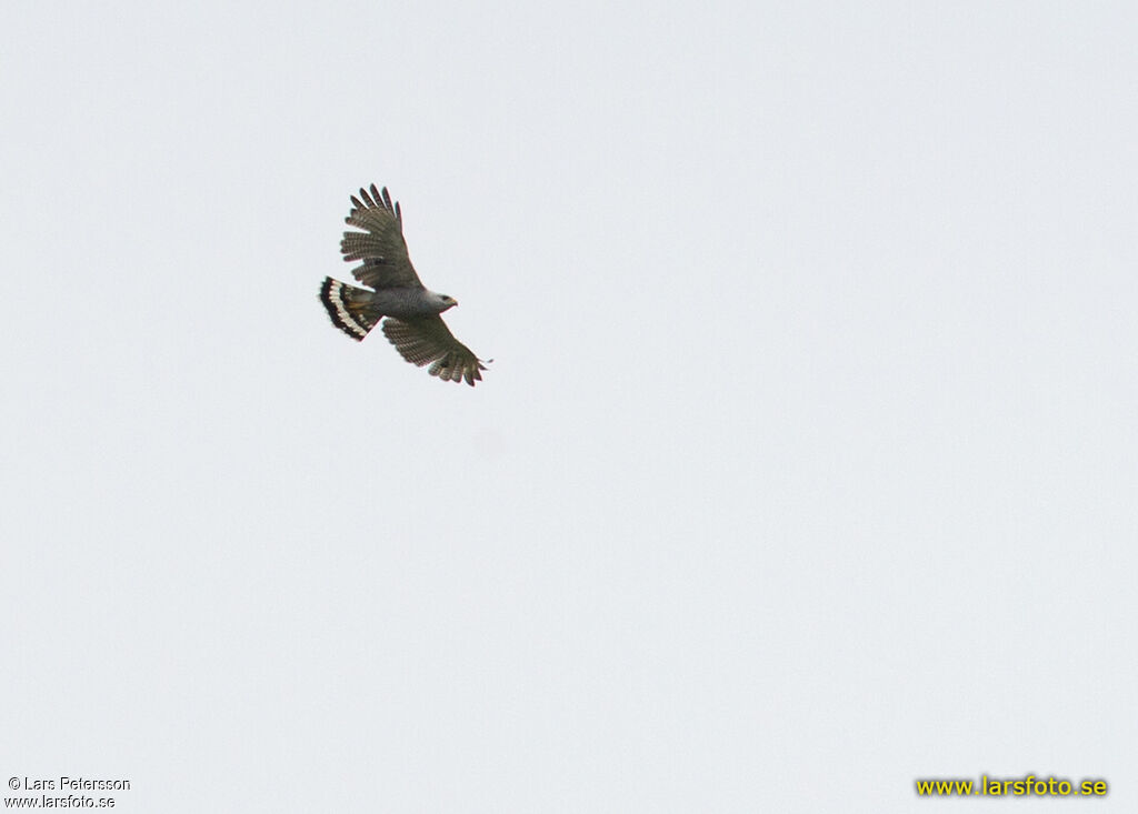 Grey-lined Hawk