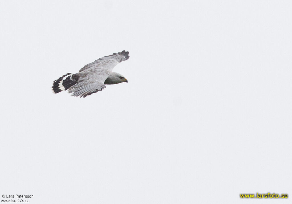 Grey-lined Hawk