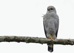 Grey-lined Hawk