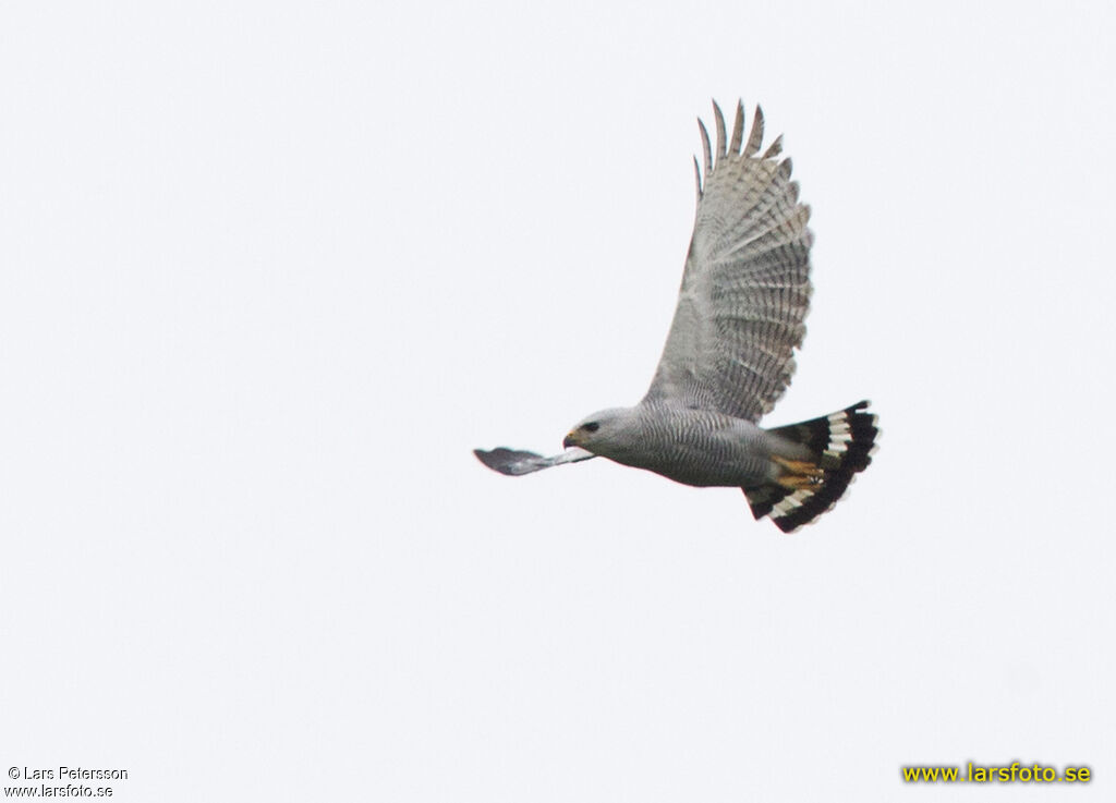 Grey-lined Hawk