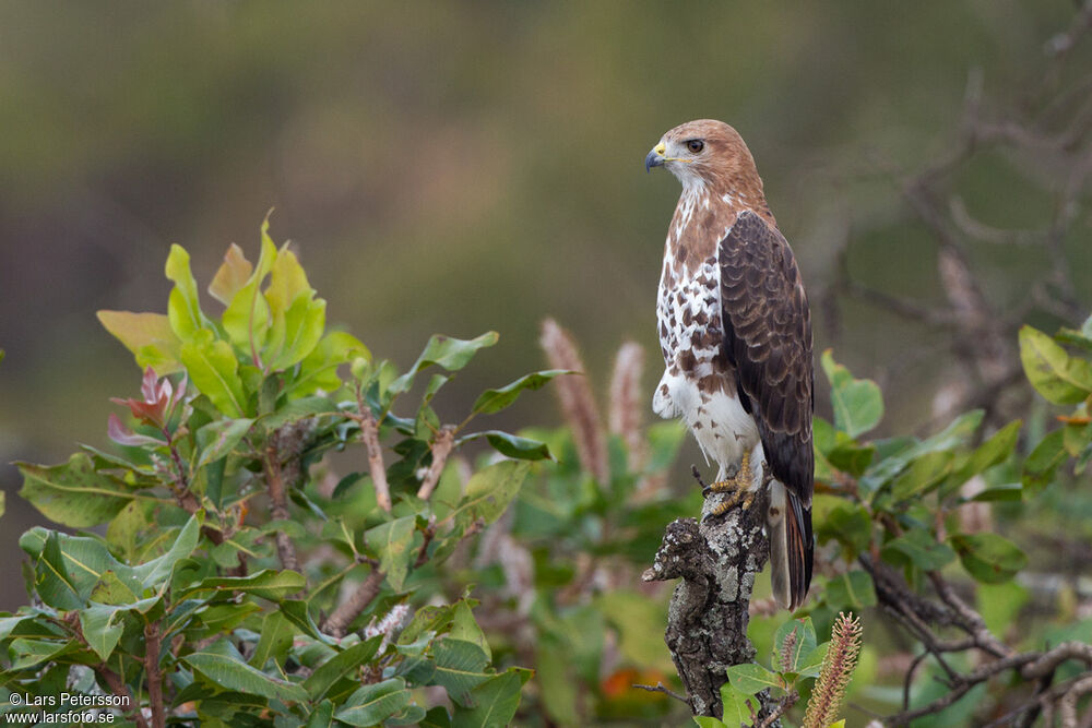 Red-necked Buzzard