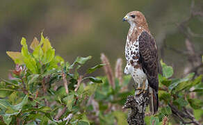 Red-necked Buzzard