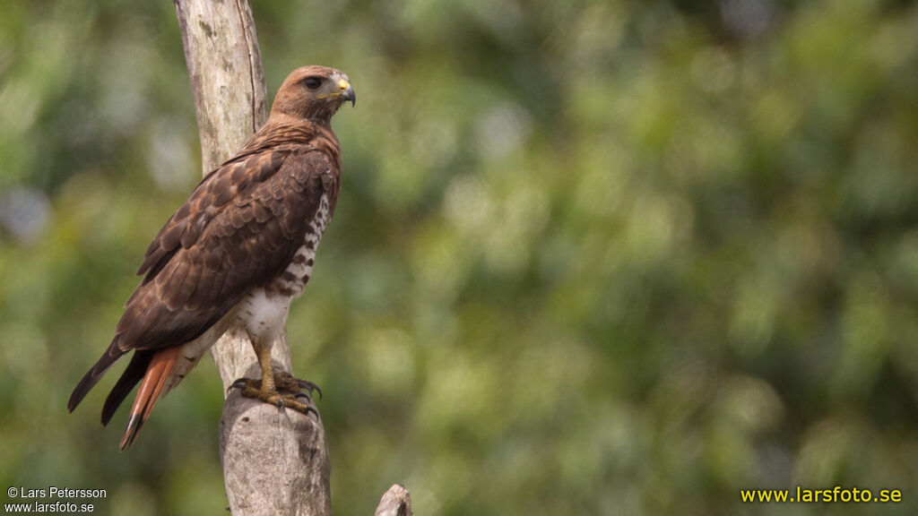 Red-necked Buzzard