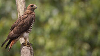 Red-necked Buzzard