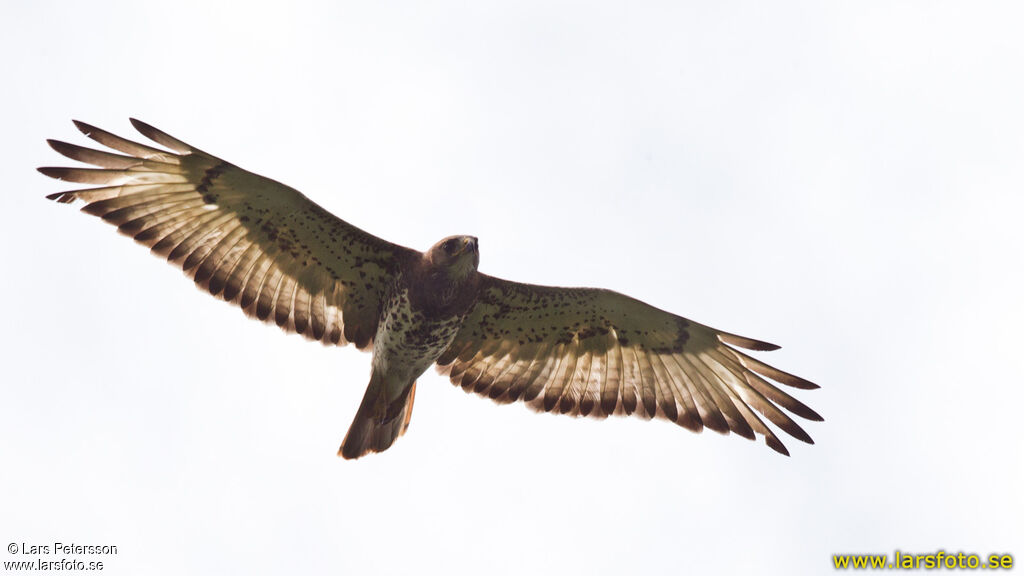 Red-necked Buzzard