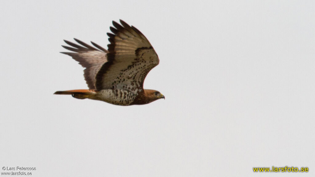 Red-necked Buzzard