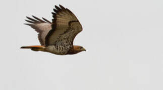 Red-necked Buzzard