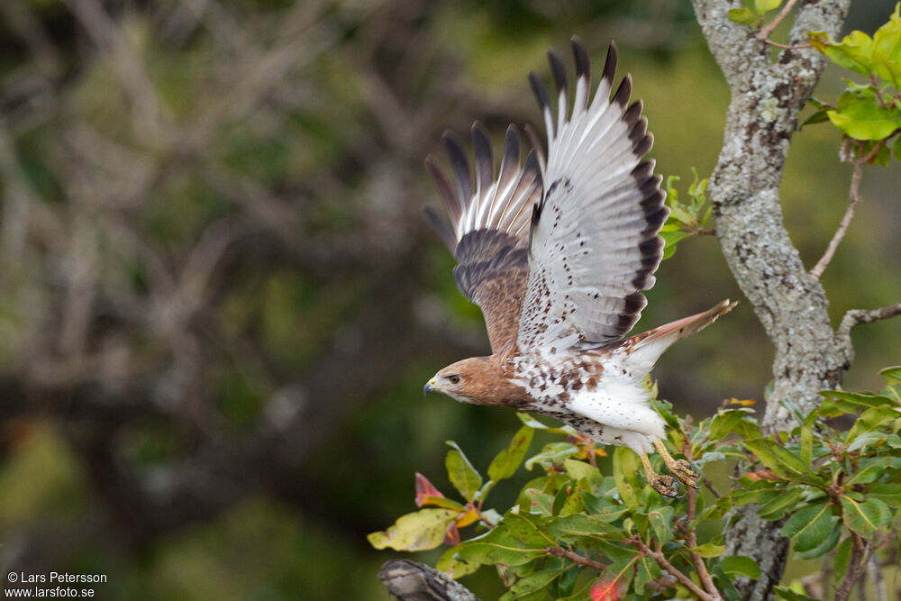 Red-necked Buzzard