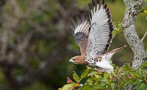 Red-necked Buzzard