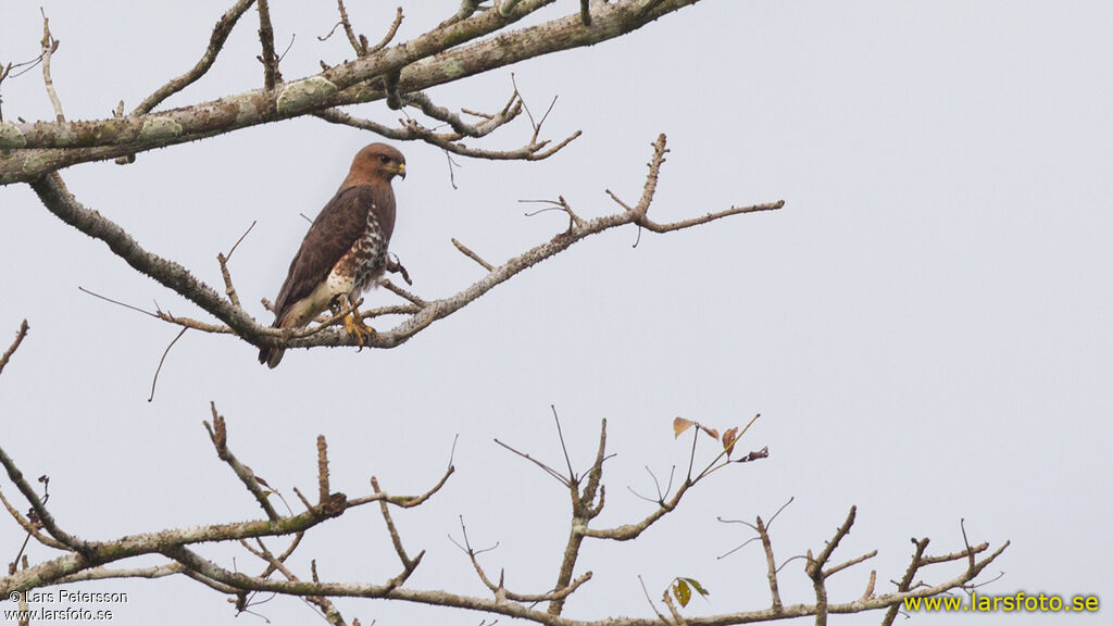 Red-necked Buzzard