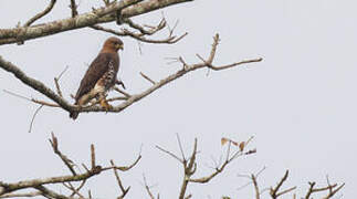 Red-necked Buzzard