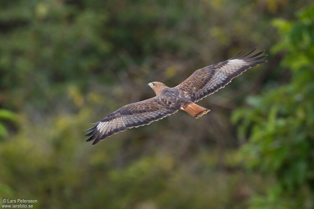 Red-necked Buzzard