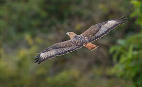 Red-necked Buzzard