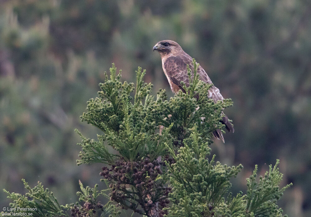 Eastern Buzzard