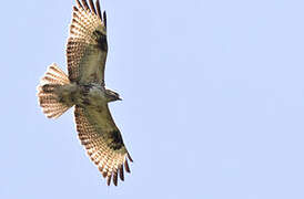 Eastern Buzzard