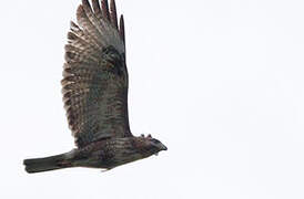 Eastern Buzzard