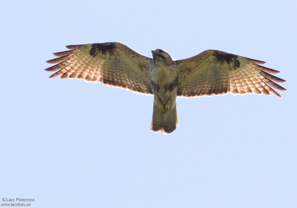 Eastern Buzzard