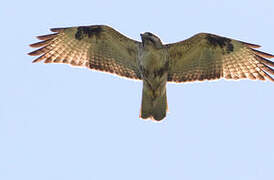 Eastern Buzzard