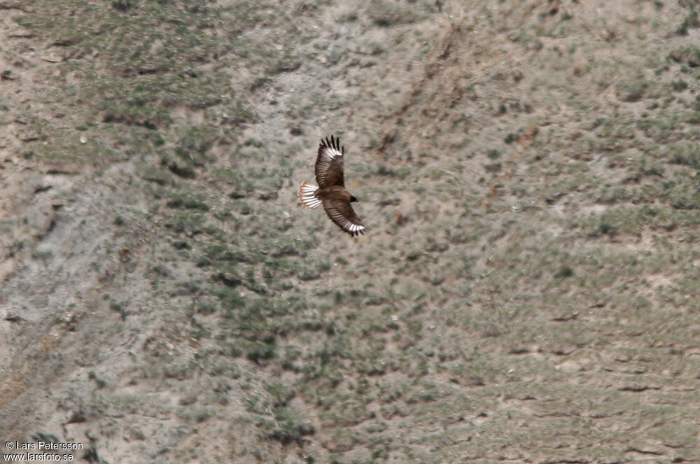 Upland Buzzard