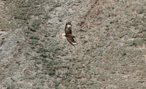 Upland Buzzard