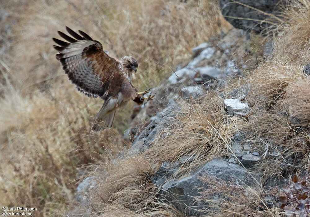 Himalayan Buzzard