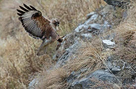 Himalayan Buzzard