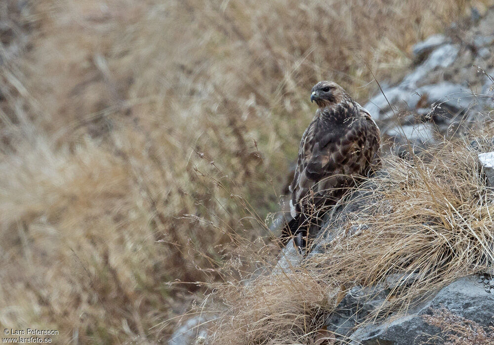 Himalayan Buzzard