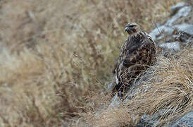 Himalayan Buzzard