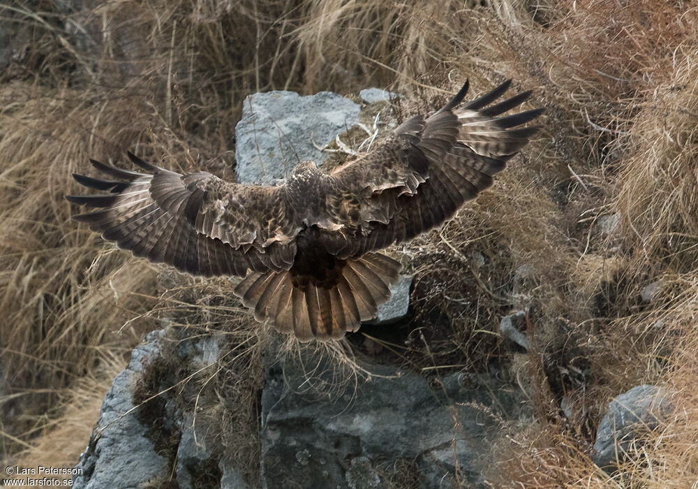 Himalayan Buzzard