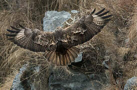 Himalayan Buzzard