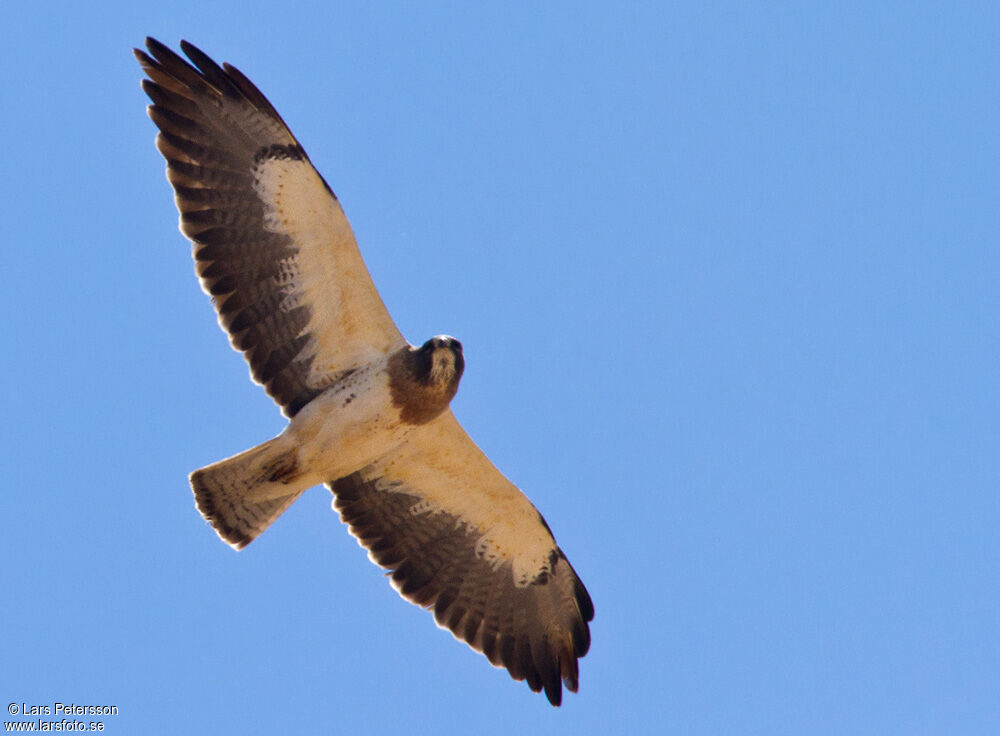 Swainson's Hawk