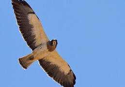 Swainson's Hawk