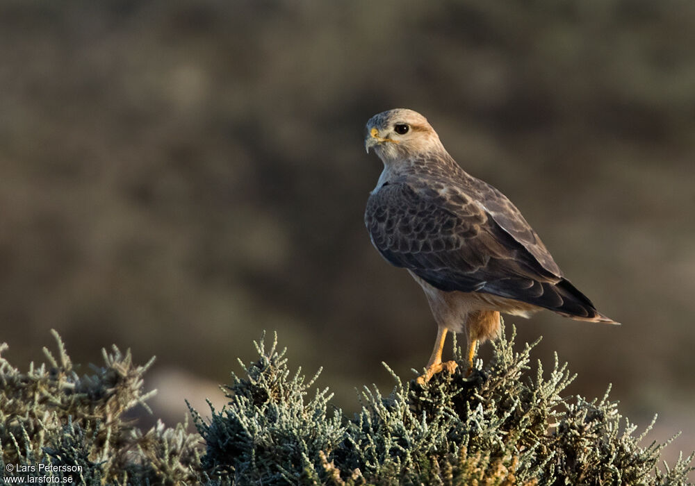 Long-legged Buzzard