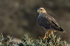 Long-legged Buzzard