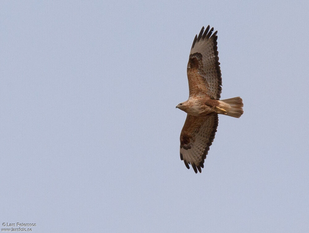 Long-legged Buzzard