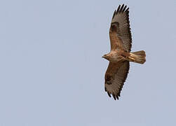 Long-legged Buzzard