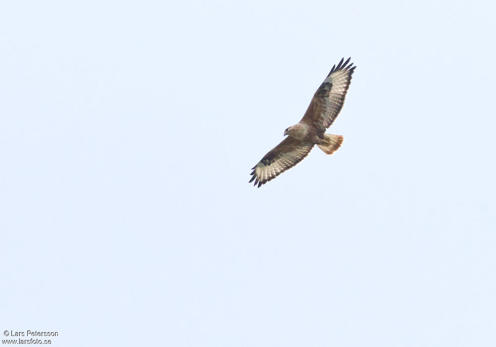 Long-legged Buzzard