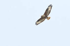 Long-legged Buzzard