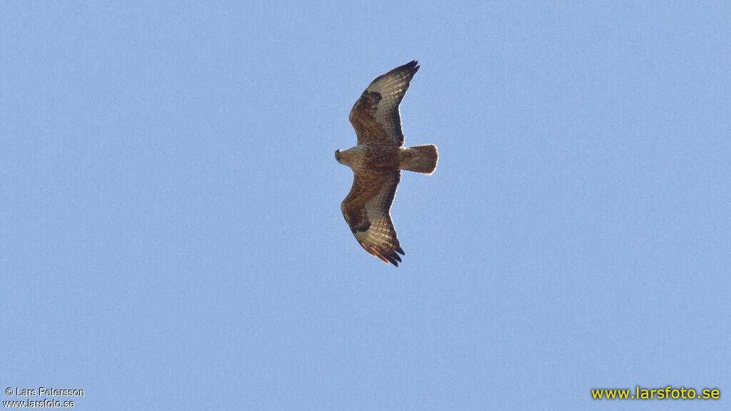 Long-legged Buzzard