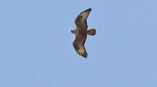 Long-legged Buzzard