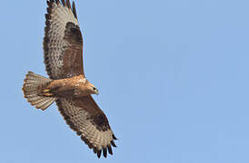 Long-legged Buzzard