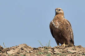 Long-legged Buzzard