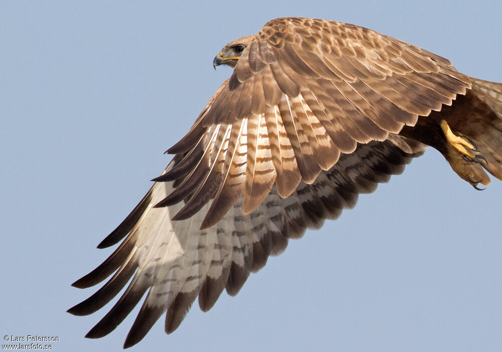 Long-legged Buzzard