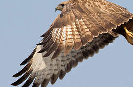 Long-legged Buzzard