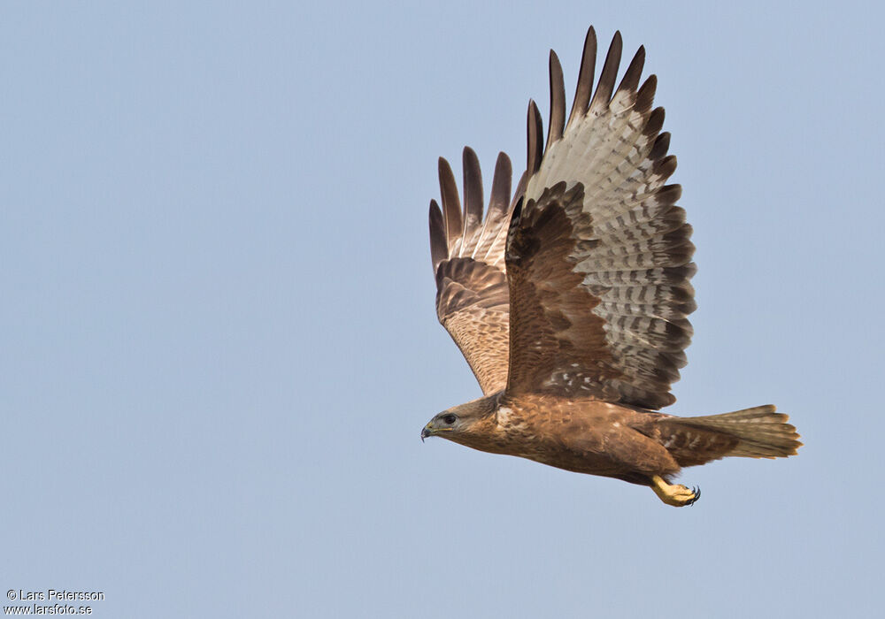 Long-legged Buzzard