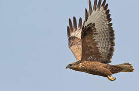 Long-legged Buzzard