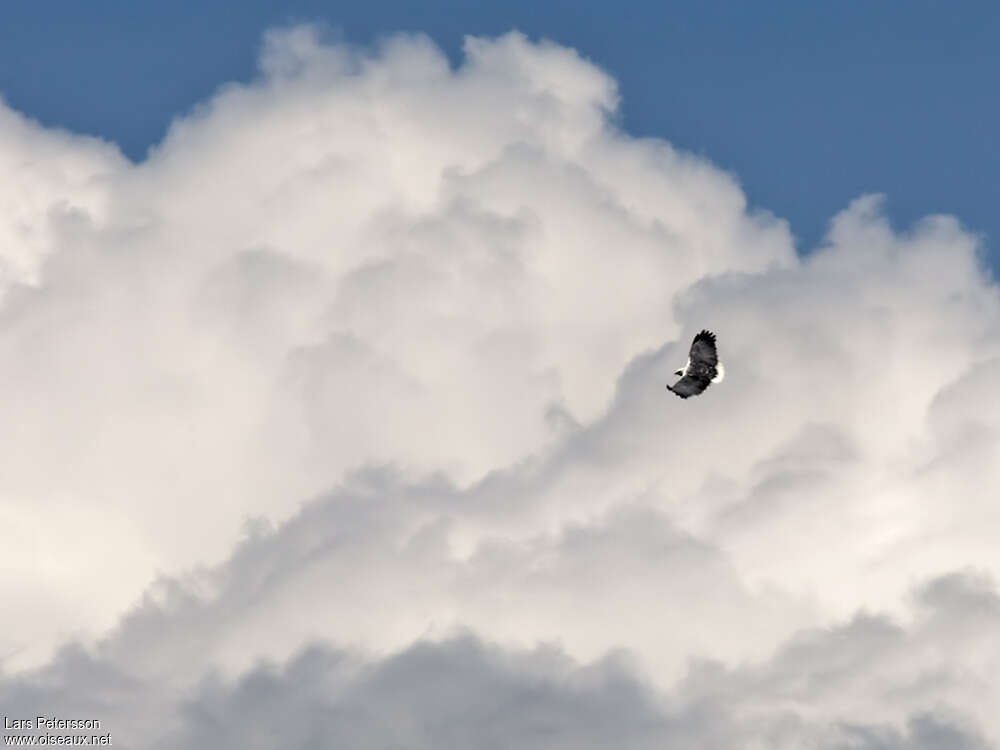 Mantled Hawkadult, pigmentation, Flight