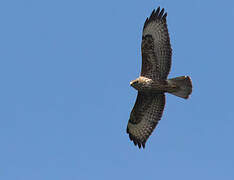 Mountain Buzzard